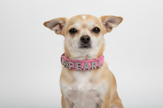 Pet Collar for charms